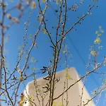 Little Mimosa
